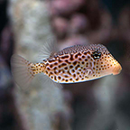 Scribbled Trunkfish EXPERT ONLY (click for more detail)