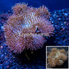 Toadstool Mushroom Leather Coral  Indonesia (click for more detail)