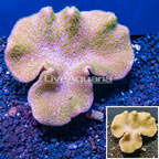 Toadstool Mushroom Leather Coral  Vietnam (click for more detail)