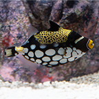 Clown Triggerfish (click for more detail)