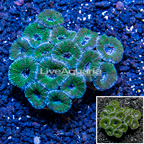 Acan Lord Coral Australia (click for more detail)