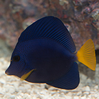 Purple Tang (click for more detail)