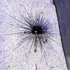 Black Longspine Urchin  (click for more detail)