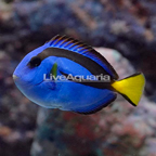 Blue Tang (click for more detail)