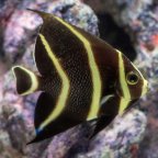 French Angelfish, Juvenile  (click for more detail)