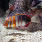 Harlequin Tusk (click for more detail)