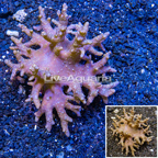 Sinularia Leather Coral Indonesia (click for more detail)