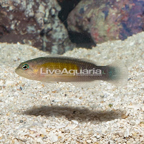 Blue Bar Dottyback  (click for more detail)