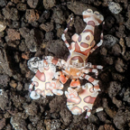 Harlequin Shrimp, Male (click for more detail)