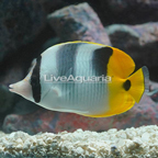 Saddleback Butterflyfish (click for more detail)