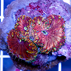 Blastomussa Coral Indonesia (click for more detail)