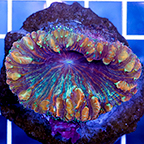 Blastomussa Coral Indonesia (click for more detail)