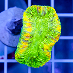 Open Brain Coral Indonesia (click for more detail)