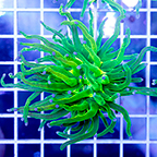 Torch Coral (click for more detail)