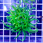 Torch Coral (click for more detail)