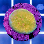 USA Cultured Chalice Coral (click for more detail)