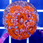 USA Cultured Acan Lord Coral (click for more detail)