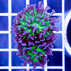 USA Cultured Branching Hammer Coral (click for more detail)