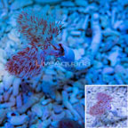 Hard Tube Coco Worm, Red and White EXPERT ONLY (click for more detail)
