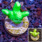 LiveAquaria® Porites Coral (click for more detail)