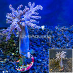 Pineapple Tree Coral Indonesia (click for more detail)