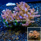 Pineapple Tree Coral Indonesia (click for more detail)