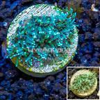 LiveAquaria® Cultured Galaxea Coral (click for more detail)