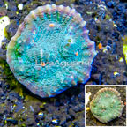 LiveAquaria® Cultured Ultra Chalice Coral (click for more detail)