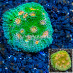 LiveAquaria® Cultured Ultra Chalice Coral (click for more detail)