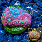 LiveAquaria® Cultured War Coral  (click for more detail)