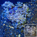 Xenia Coral Indonesia (click for more detail)