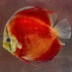 Red Discus (click for more detail)