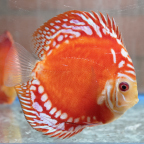 Red Panda Pigeon Discus (click for more detail)