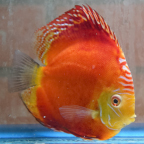 Red Panda Pigeon Discus (click for more detail)