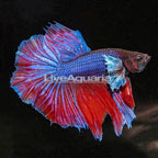 Dumbo Ear Halfmoon Betta, Male  (click for more detail)