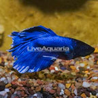 Butterfly Betta (click for more detail)