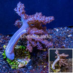 Pineapple Tree Coral Indonesia (click for more detail)