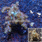 Pineapple Tree Coral Indonesia (click for more detail)