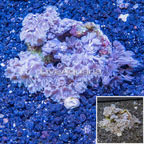 Xenia Coral Indonesia (click for more detail)