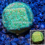 LiveAquaria® Cultured Leptoseris Coral (click for more detail)