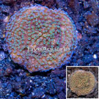 LiveAquaria® Cultured Montipora Coral (click for more detail)