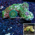 Short Tentacle Plate Coral Indonesia (click for more detail)