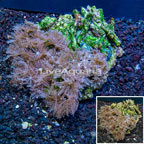 Waving Hand Coral Indonesia (click for more detail)