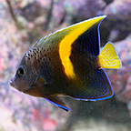 Maculosus Angelfish (click for more detail)