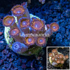 Zoanthus Coral Indonesia (click for more detail)