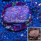 Favia Brain Coral Indonesia (click for more detail)