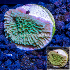 LiveAquaria® Cultured Montipora Coral (click for more detail)