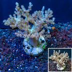 Pineapple Tree Coral Indonesia (click for more detail)