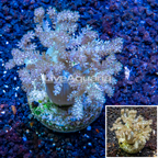 Pineapple Tree Coral Indonesia (click for more detail)