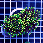 Torch Coral (click for more detail)